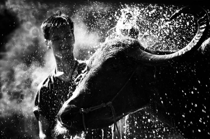 A man and a water buffalo are being showered with water droplets.