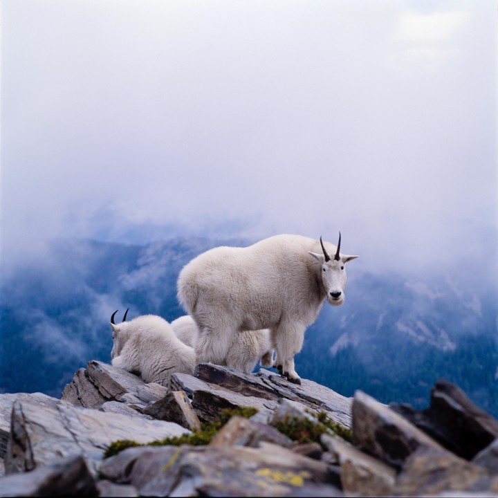 A mountain goat stands on a rocky peak with two other goats resting behind it, overlooking a hazy, forested valley.