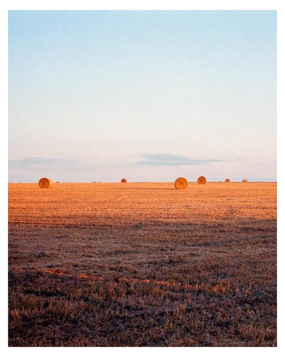 A field of hay bales stretches into the distance under a clear sky.