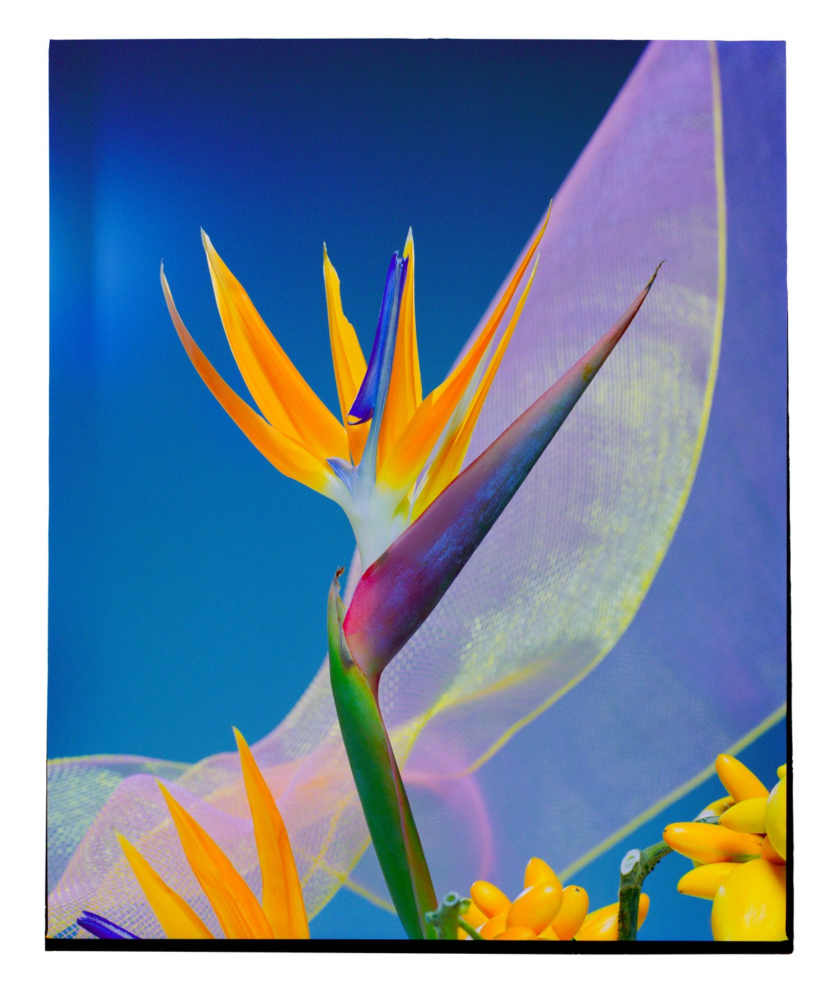 A bird of paradise flower is in the foreground with a sheer ribbon and yellow berries in the background.