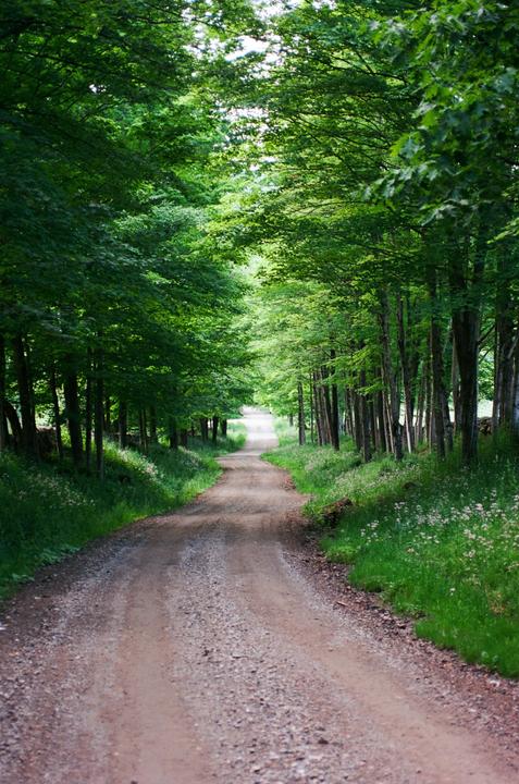 A winding dirt road leads through a forest with tall green trees forming a canopy overhead.