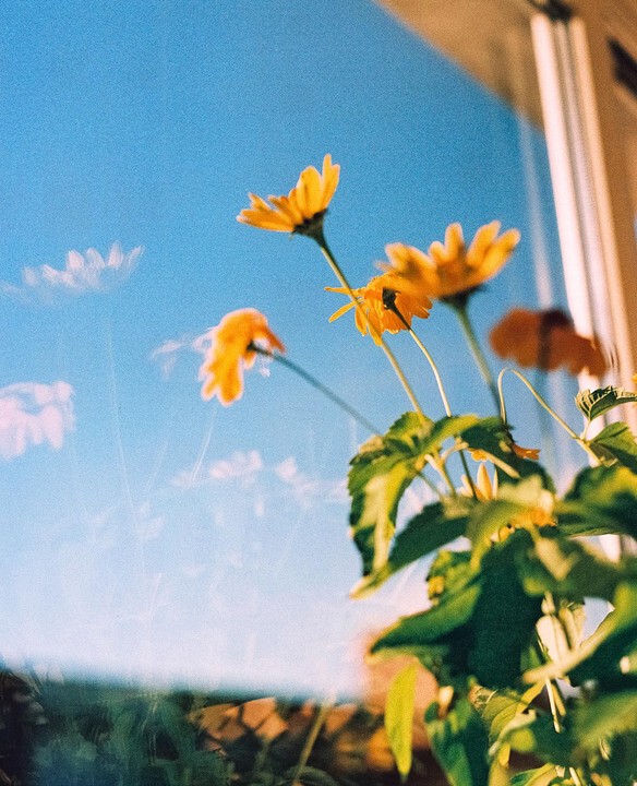 Yellow flowers are reflected in a window against a clear blue sky.
