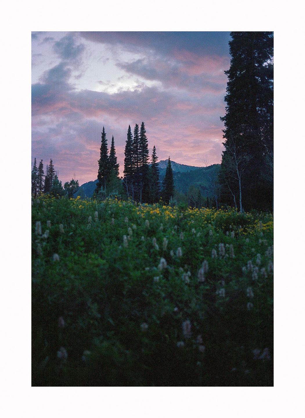 A field of wildflowers and tall trees sits before a mountain range under a pink and purple sky.