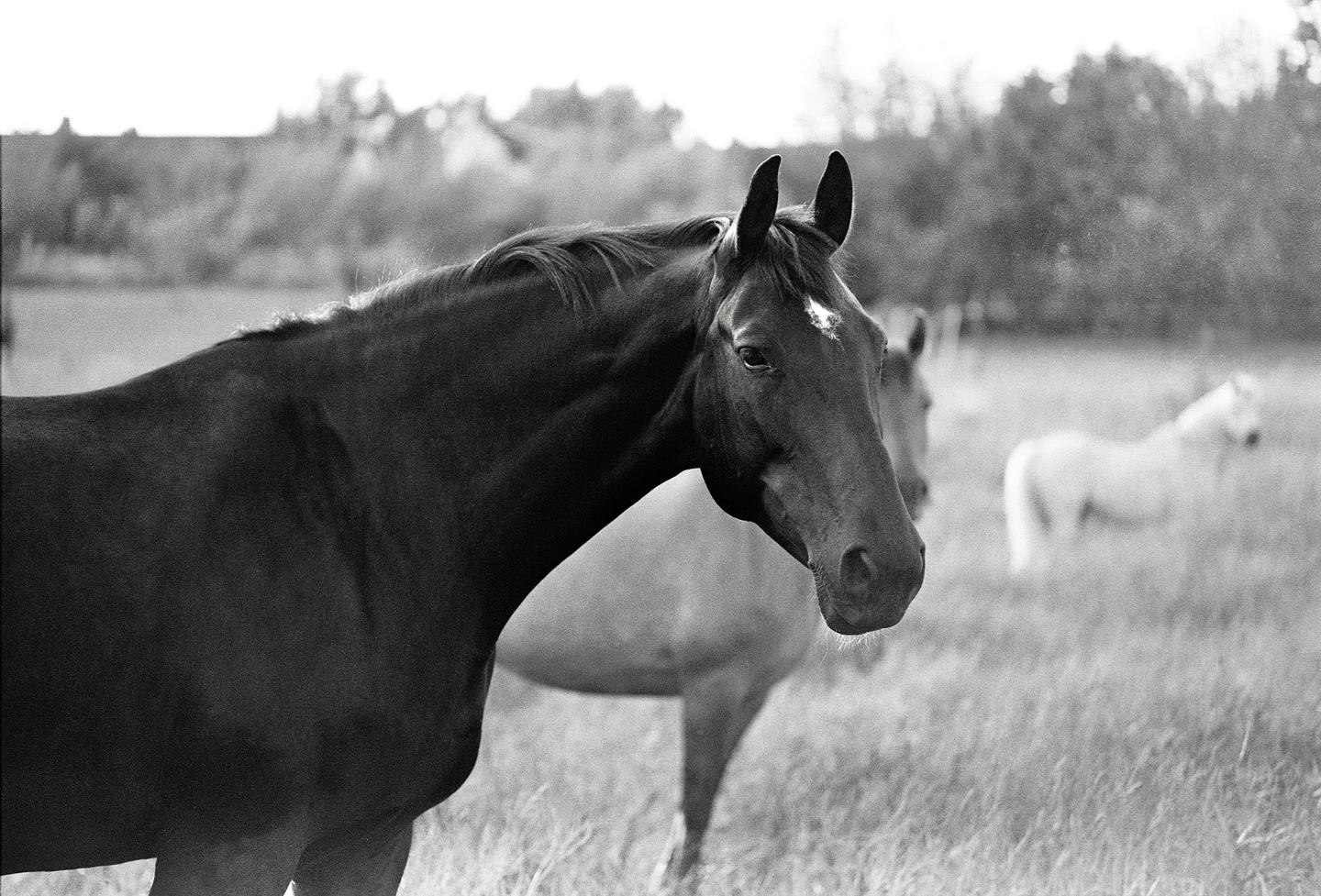 A dark horse with a white blaze on its forehead stands in a grassy field with two other horses in the background.