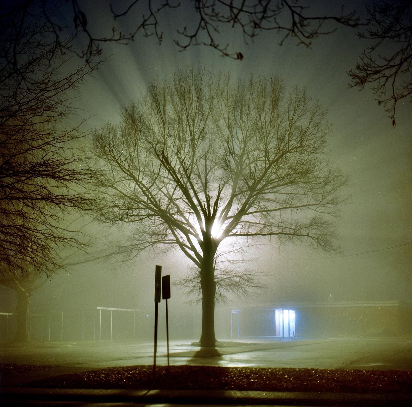 A bare tree stands in a foggy landscape at night, with light rays emanating from behind its branches.