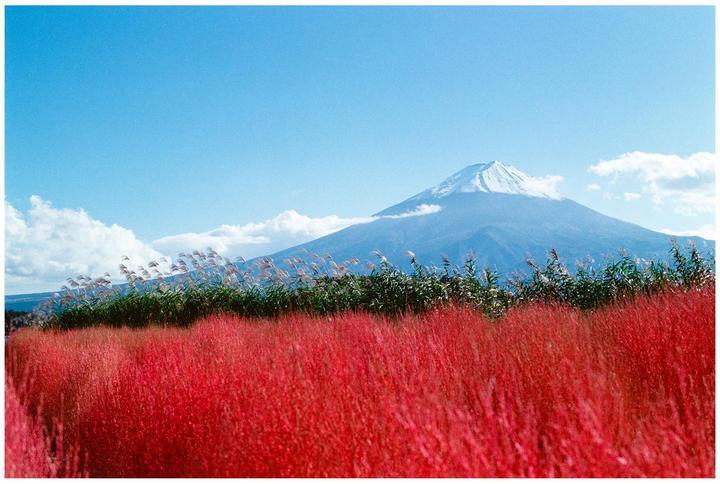 A snow-capped mountain rises above a field of red kochia plants and green foliage under a blue sky with white clouds.