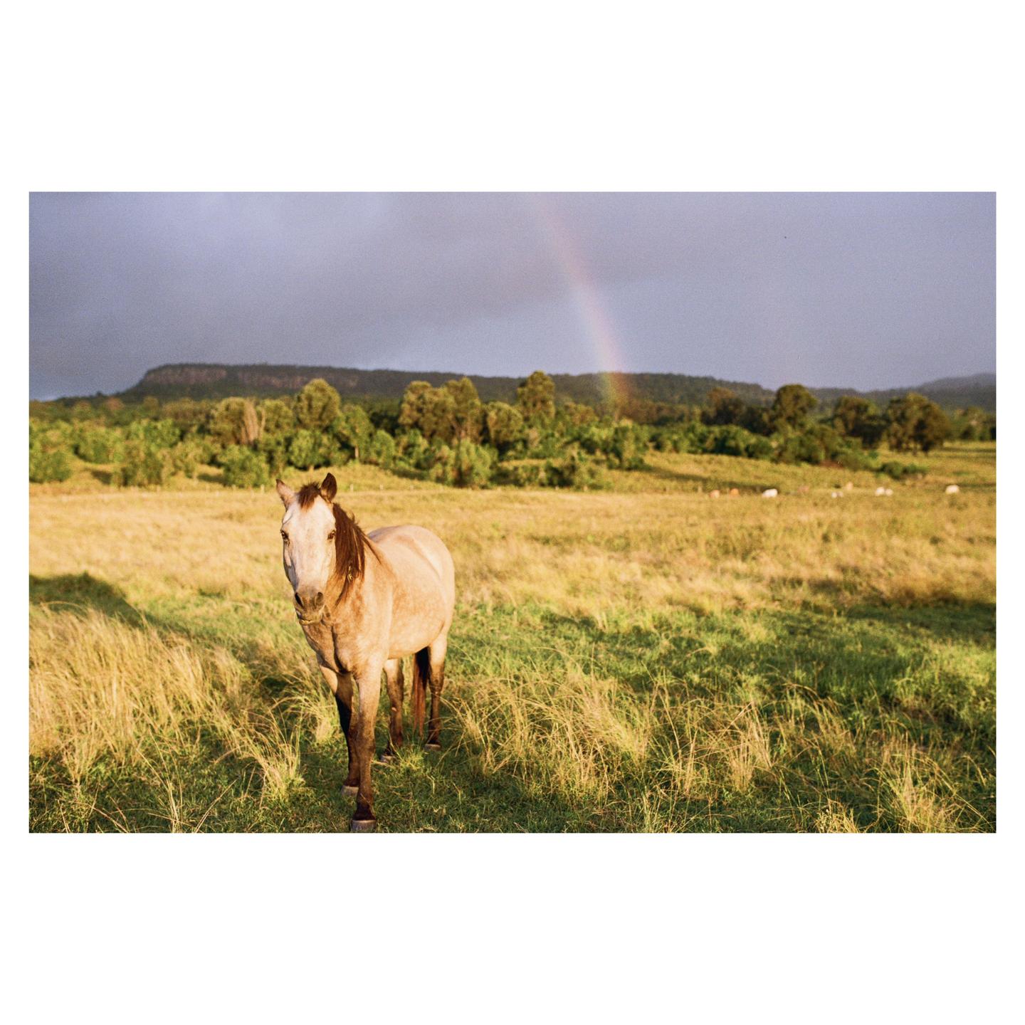 A horse stands in a grassy field with a rainbow in the background.