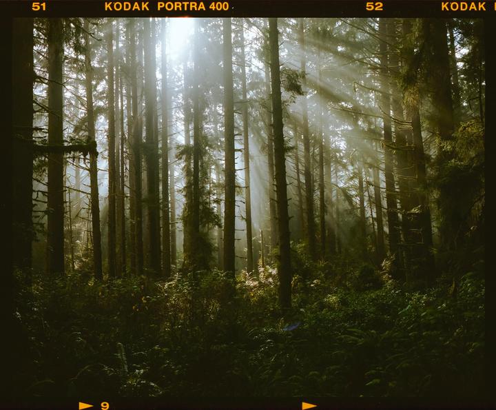Sunlight streams through tall trees in a misty forest.