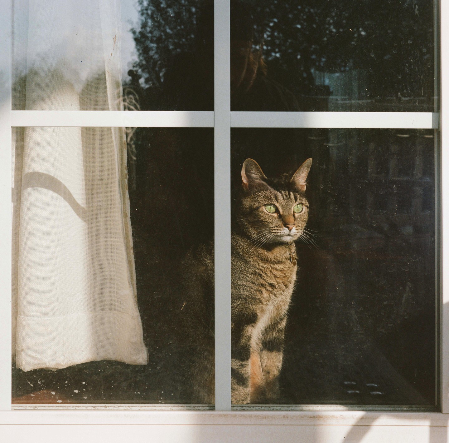 A tabby cat with green eyes looks out a window with white panes and a sheer curtain.