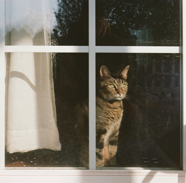 A tabby cat with green eyes looks out a window with white panes and a sheer curtain.