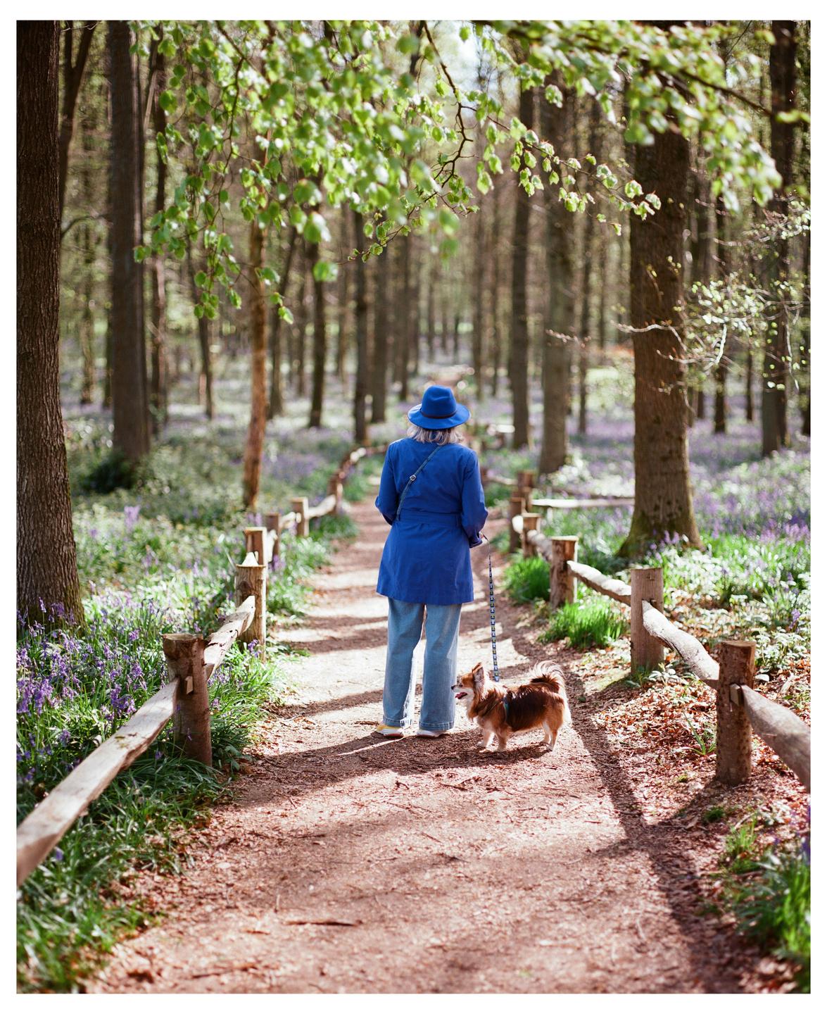 A woman in a blue coat and hat walks a small dog on a leash down a dirt path lined with bluebell flowers and a wooden fence through a forest.