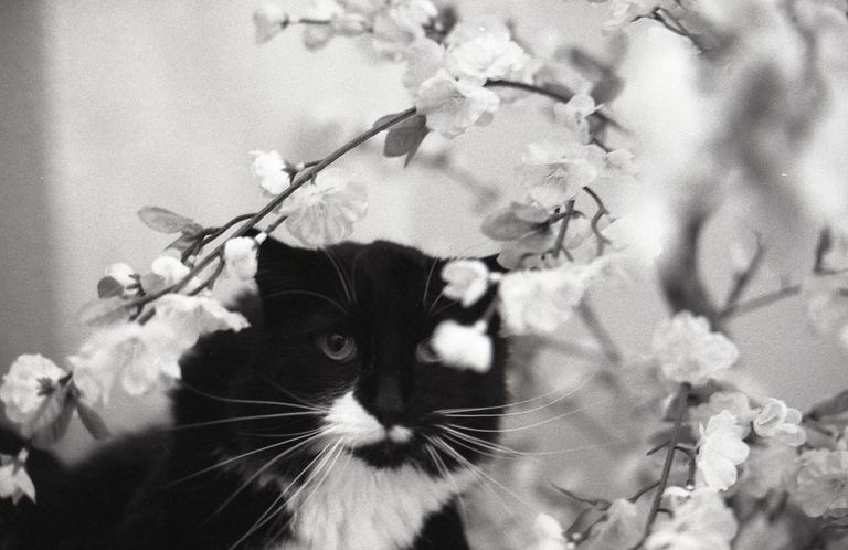 A black and white cat with white markings on its face and chest peeks through a branch of blossoms.