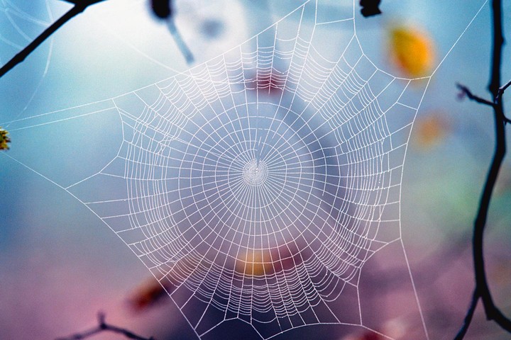 A spiderweb covered in dew drops is stretched between branches with a soft, colorful background.