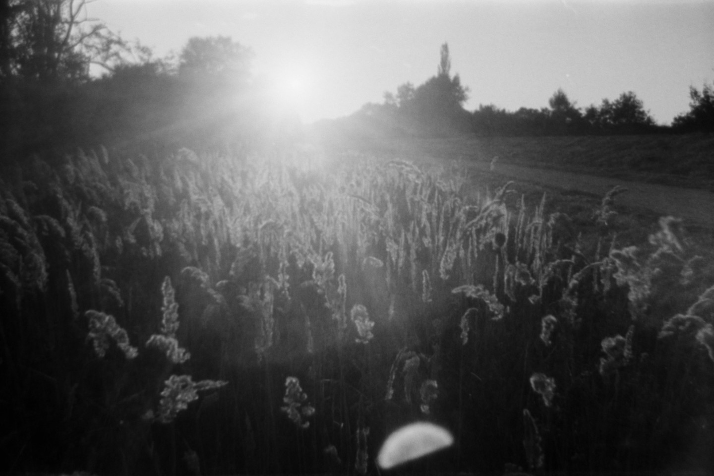 The sun shines brightly over a field of tall grass with a path visible in the distance.