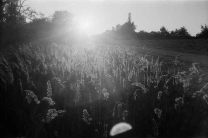 The sun shines brightly over a field of tall grass with a path visible in the distance.