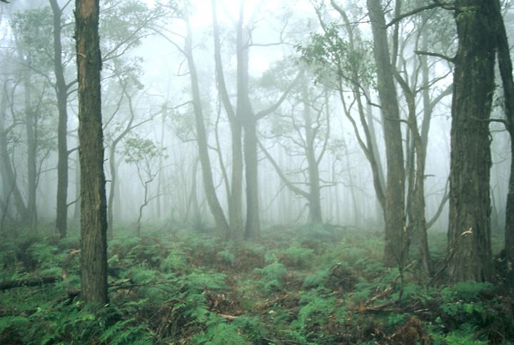 A dense forest is shrouded in fog, with tall trees and a ground covered in ferns.