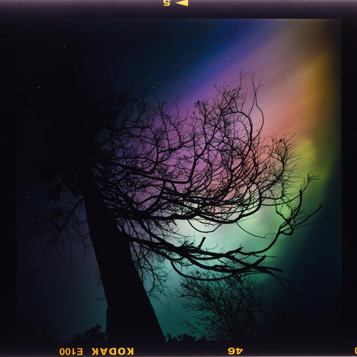 A silhouetted tree with bare branches stands against a vibrant aurora borealis sky.