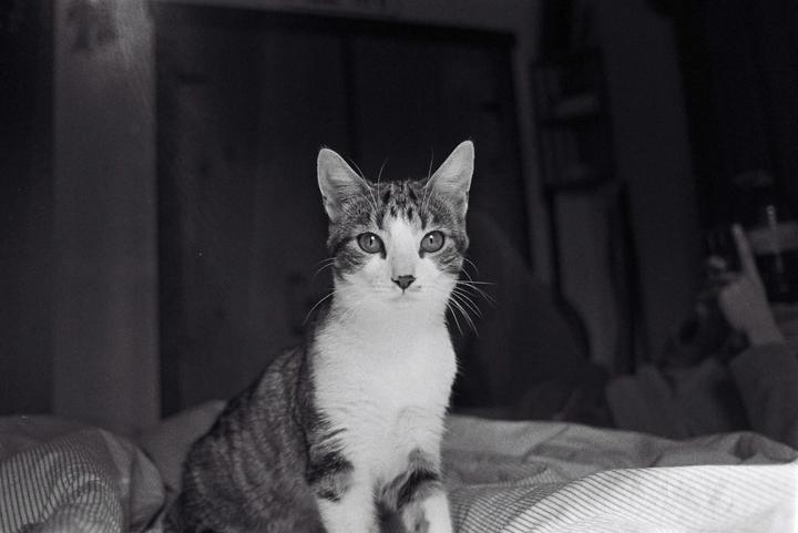A tabby cat with white fur on its chest and face sits on a striped bedspread.