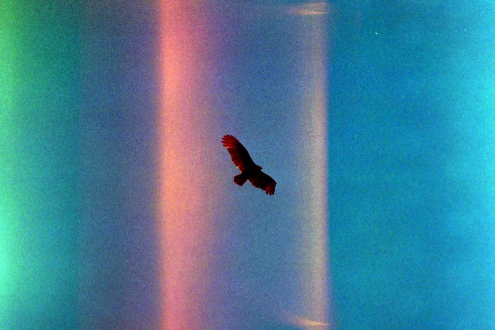 A bird with red wings flies across a colorful sky with light leaks.