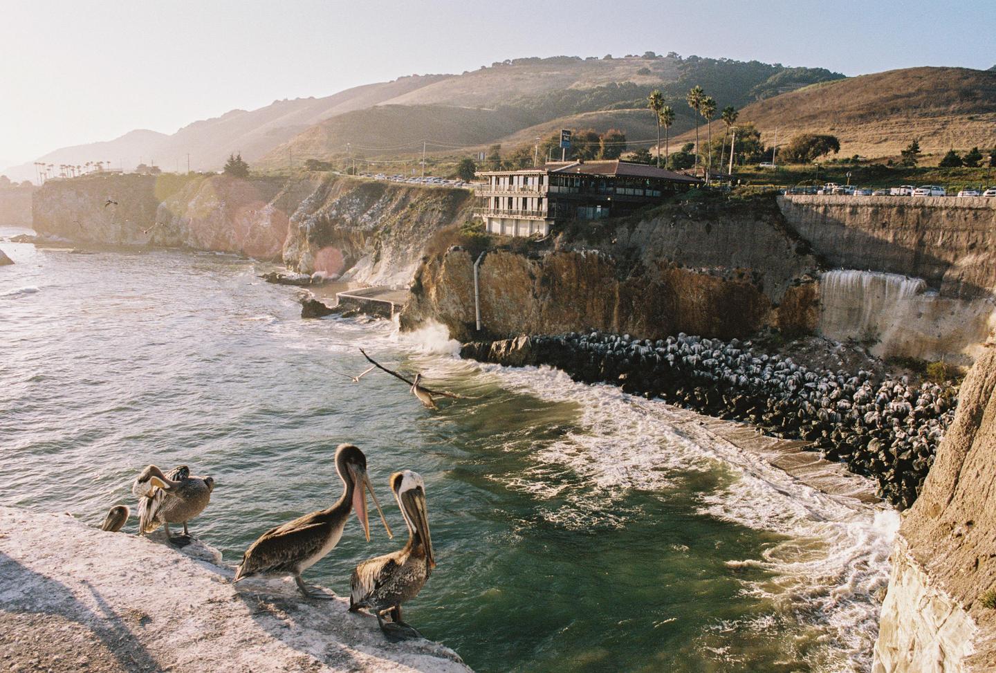 Several pelicans stand on a cliff overlooking a rocky beach with a building on a distant cliff.