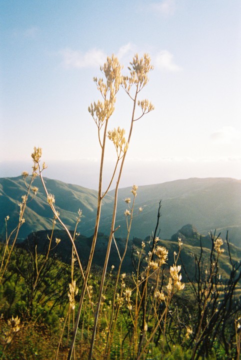 Tall, dry plants stand in the foreground of a mountain landscape under a bright sky.