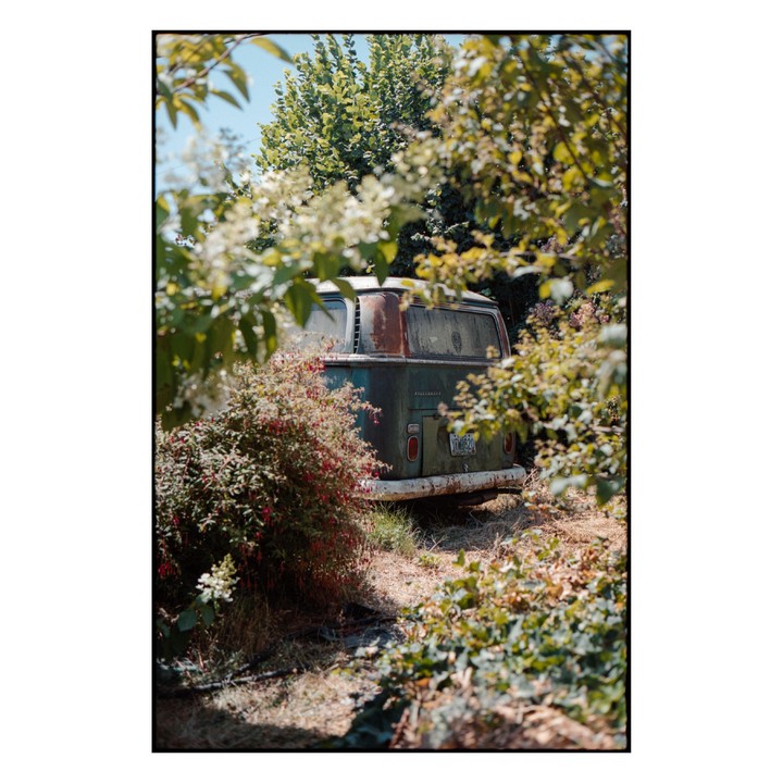 A rusty green van is parked among overgrown bushes and trees.