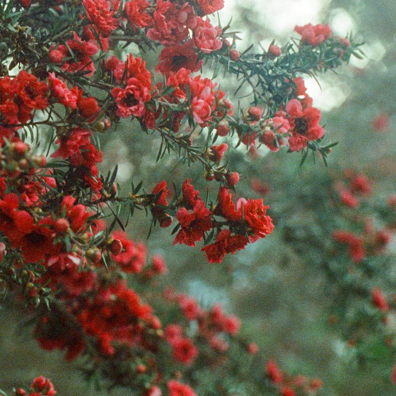 A branch with many small red flowers and green leaves is visible against a blurred background.