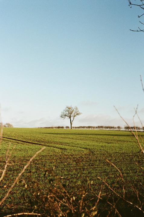 A lone tree stands in a green field under a clear sky with a line of smaller trees in the distance.