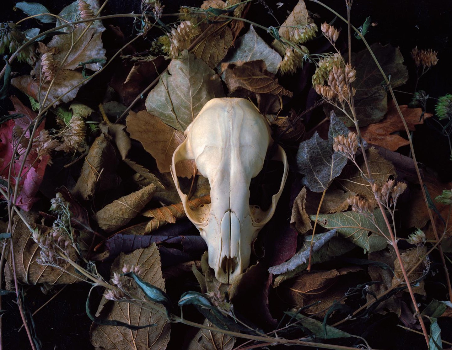 A raccoon skull rests among dried leaves and plant stems.