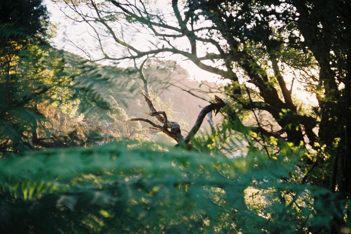 Sunlight shines through the branches and leaves of trees and ferns.