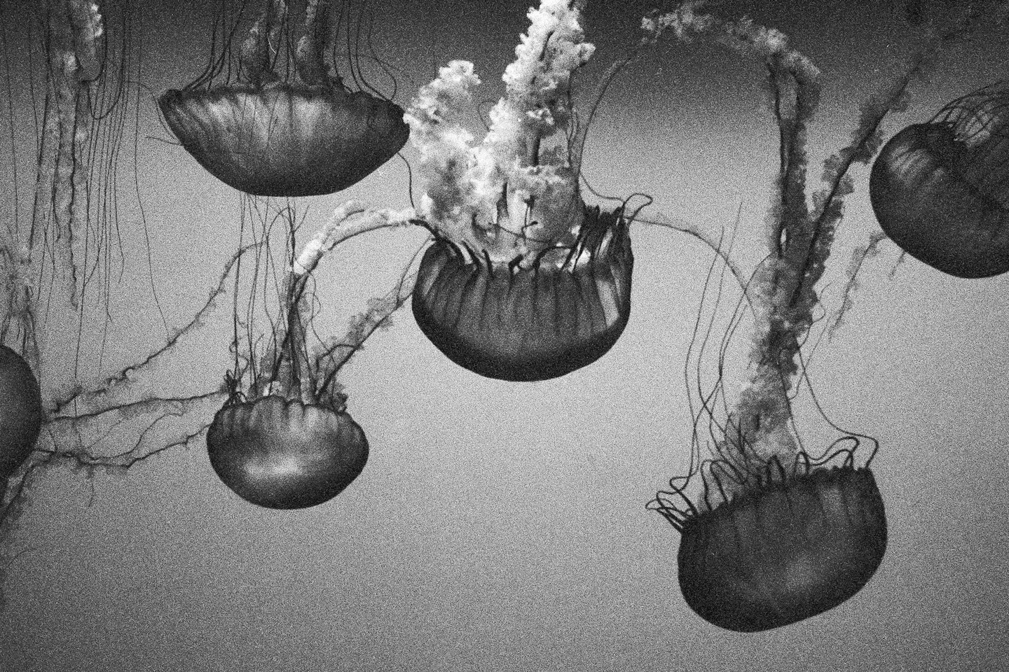 Several jellyfish with long tentacles float in water.