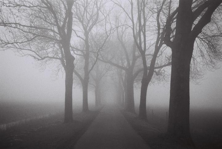 A narrow road disappears into a thick fog, lined on both sides by tall, bare trees.