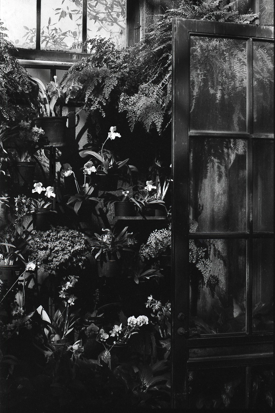 A variety of plants and orchids are visible inside a greenhouse with a large window and door.