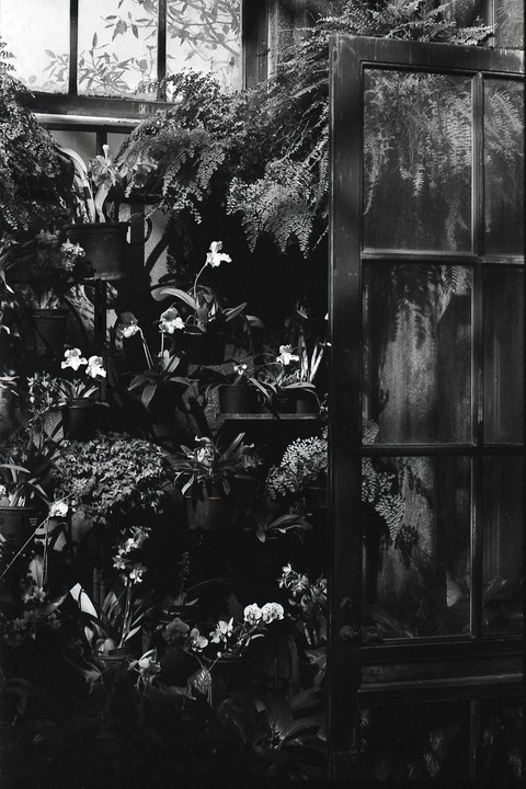 A variety of plants and orchids are visible inside a greenhouse with a large window and door.