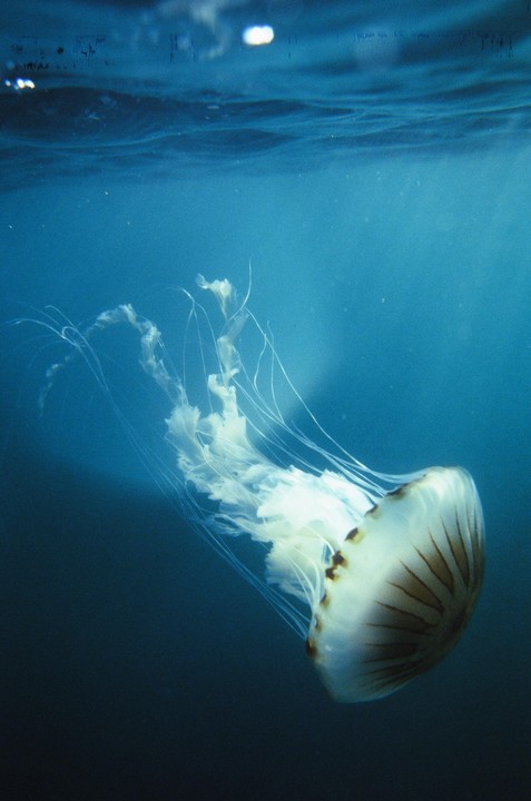 A jellyfish with long tentacles floats in blue water near the surface.