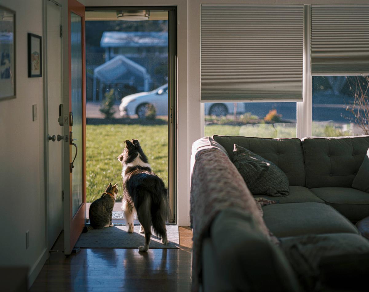 A dog and a cat stand at an open doorway looking out at a car parked on a sunny lawn.