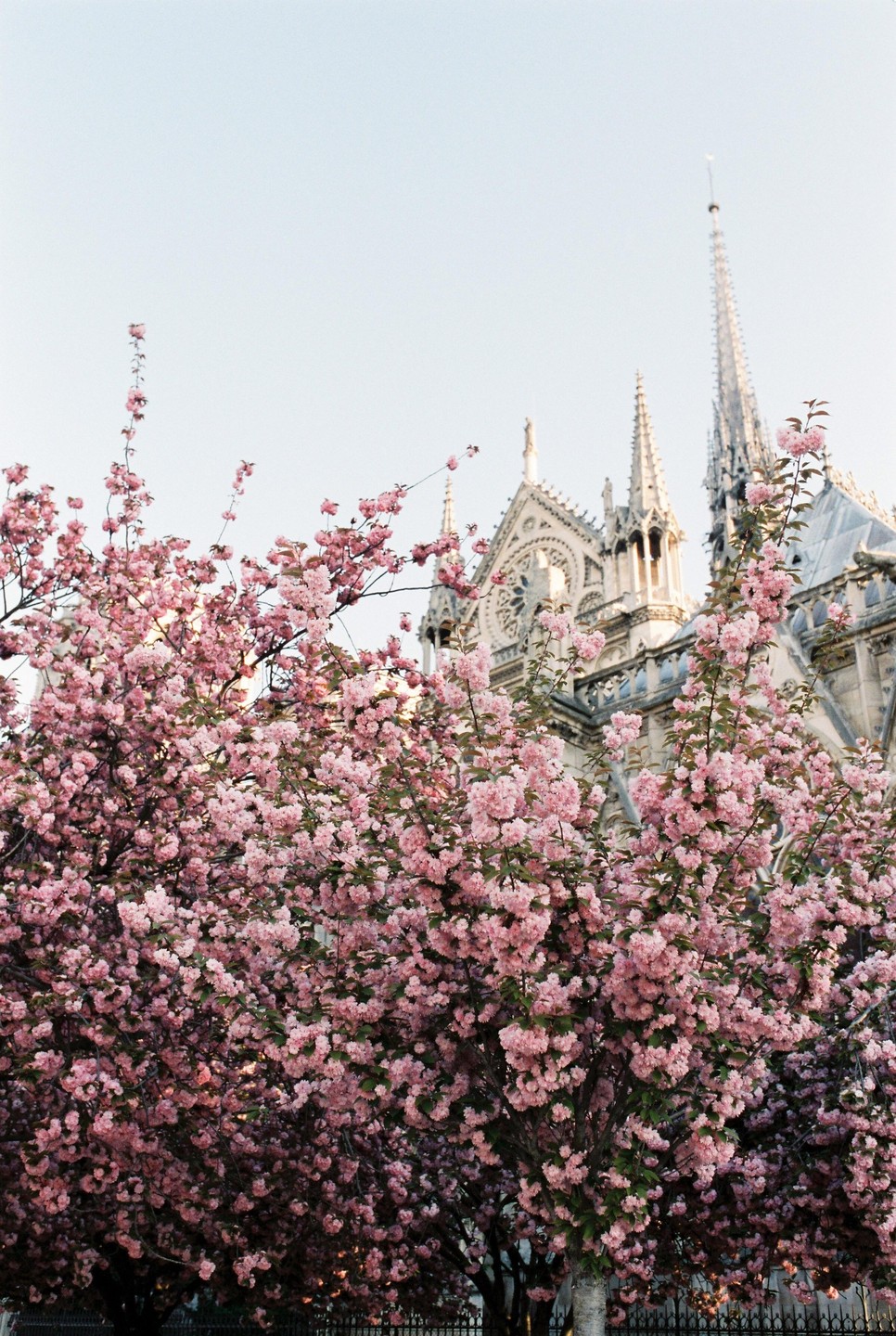 Pink cherry blossoms are in full bloom in front of Notre Dame Cathedral.
