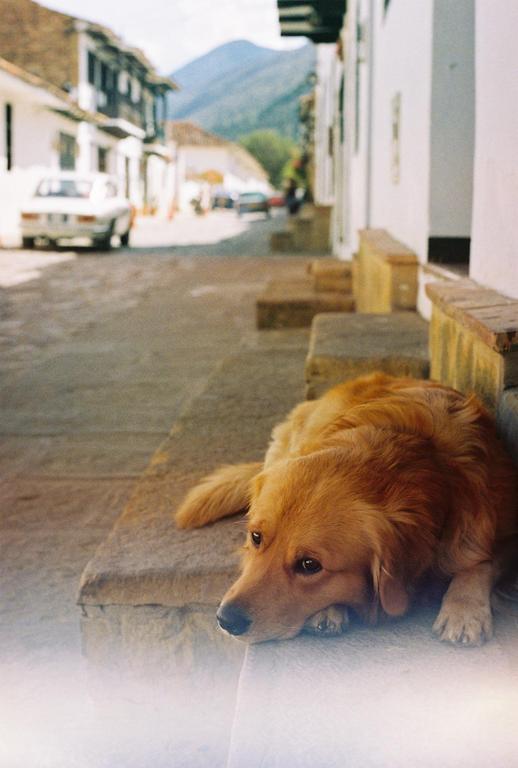 A golden retriever dog lies on a stone step on a street with white buildings and a mountain in the background.