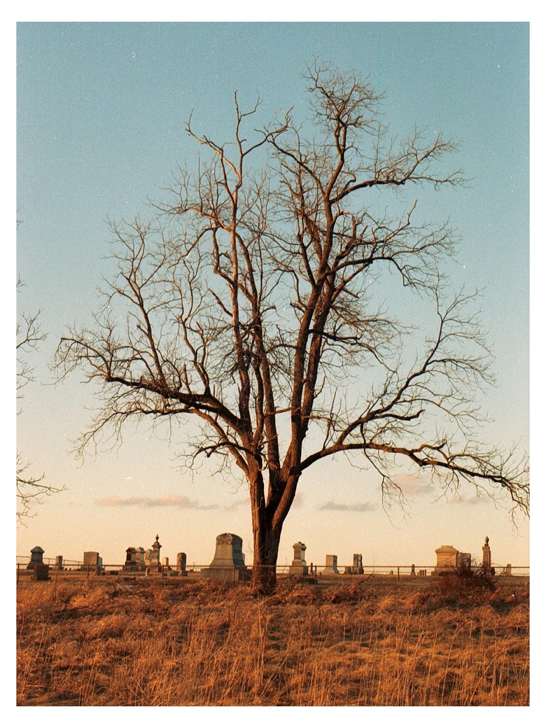 A large, bare tree stands in a field of dry grass with numerous gravestones visible in the background under a clear sky.