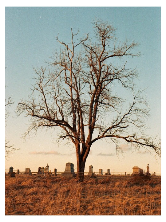 A large, bare tree stands in a field of dry grass with numerous gravestones visible in the background under a clear sky.