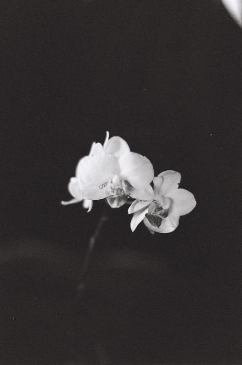 Three orchid blossoms are visible against a dark background.