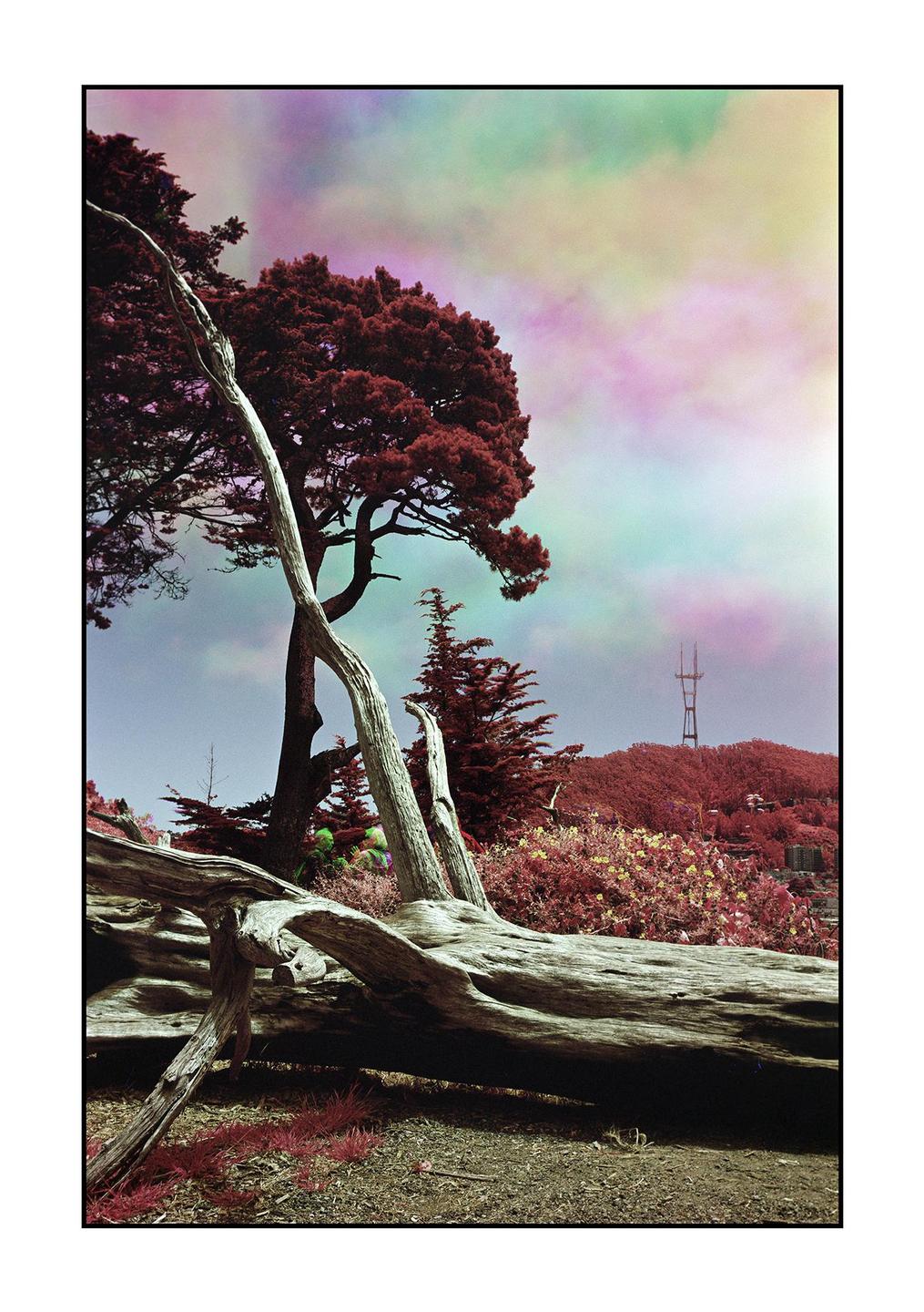 A fallen tree trunk lies in the foreground with red-leafed trees and a distant tower under a colorful sky.