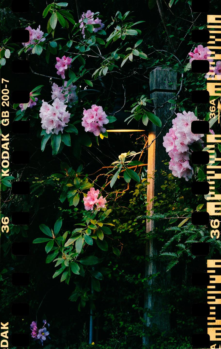 Pink rhododendron flowers and green foliage surround a wooden post with a light.