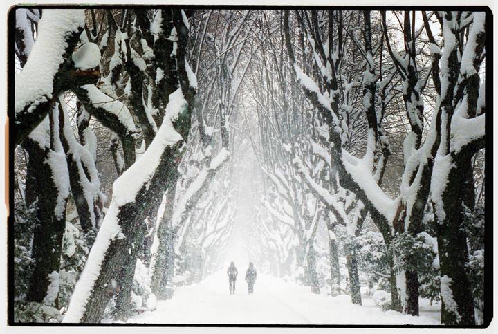 Two people walk away from the viewer down a snow-covered path lined with snow-laden trees.