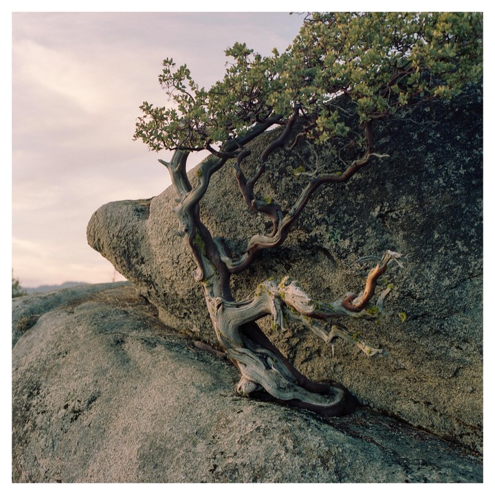 A manzanita tree with gnarled branches grows out of a large rock.