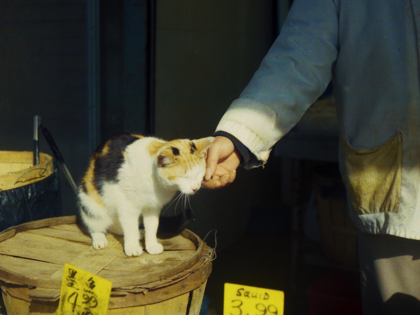 A person's hand pets a calico cat sitting on a wooden barrel with a price tag for squid.