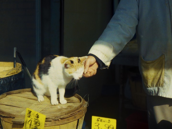 A person's hand pets a calico cat sitting on a wooden barrel with a price tag for squid.