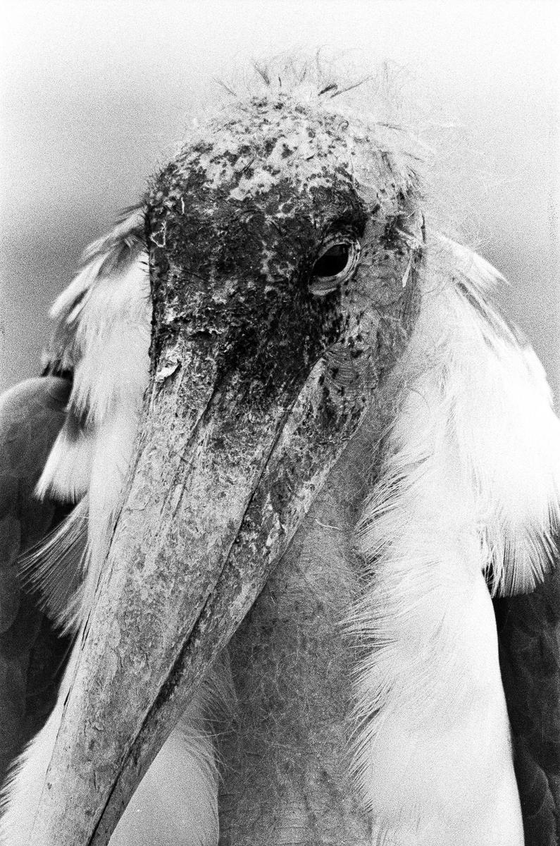 A marabou stork with a large beak and ruffled feathers is shown in a close-up portrait.