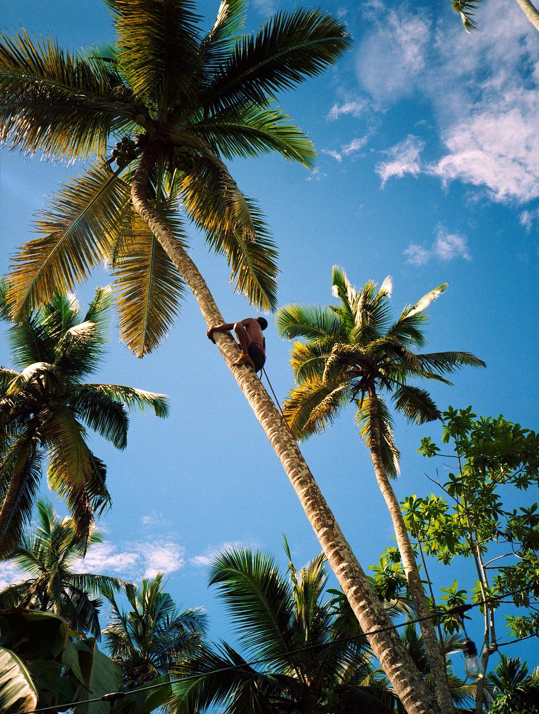 A man climbs a tall palm tree against a bright blue sky with scattered clouds.