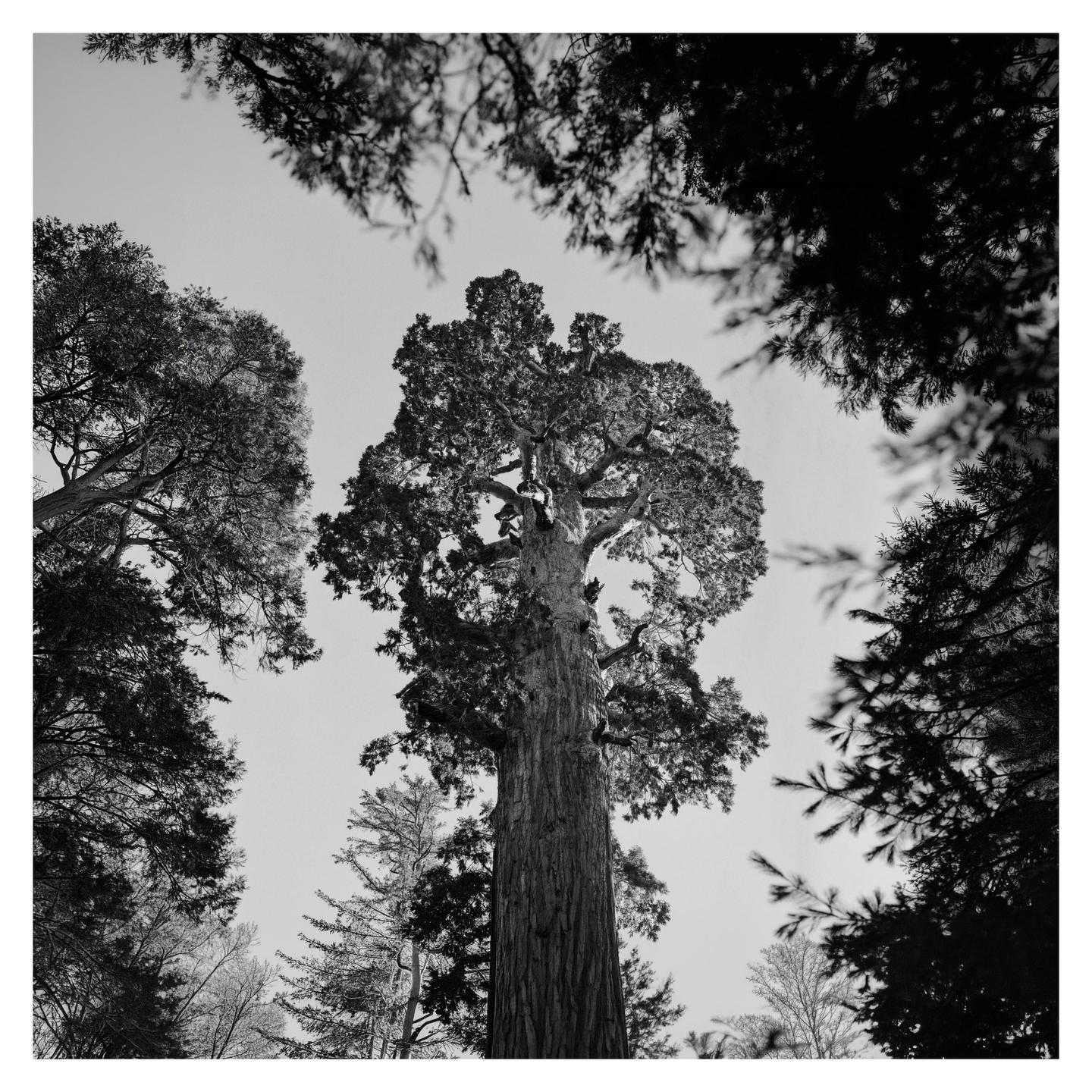 A giant sequoia tree stands tall, surrounded by other trees, viewed from below.